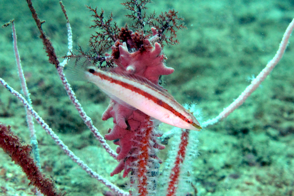 (Suezichthys) Род СУЕЗИХТЫ 10 видов